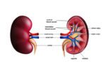 kidney