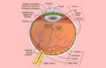 diagram of the human eye