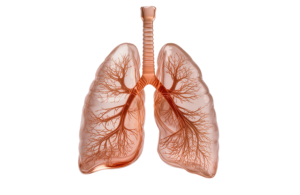 Lungs adobe stock image for United Therapeutics LungFX approval